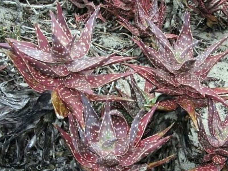 Aloe Arenicola | Aloe | Aloaceae