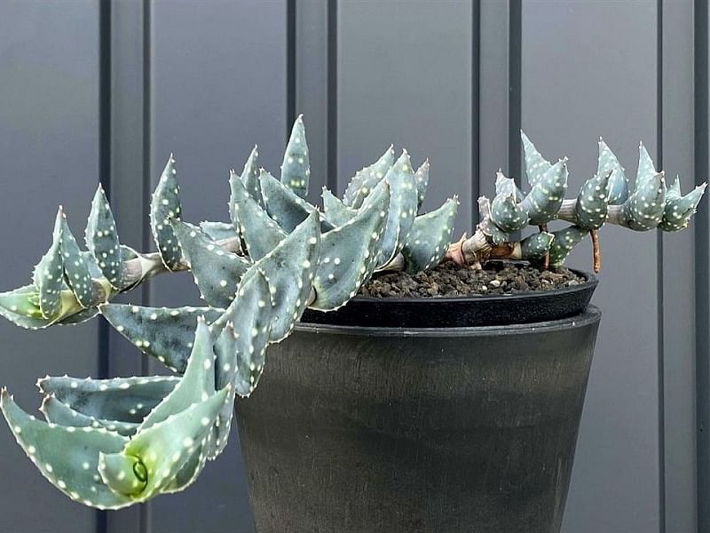 Aloe Arenicola | Aloe | Aloaceae