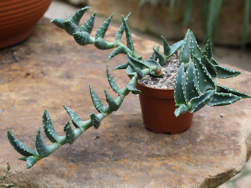 Aloe Arenicola | Aloe | Aloaceae