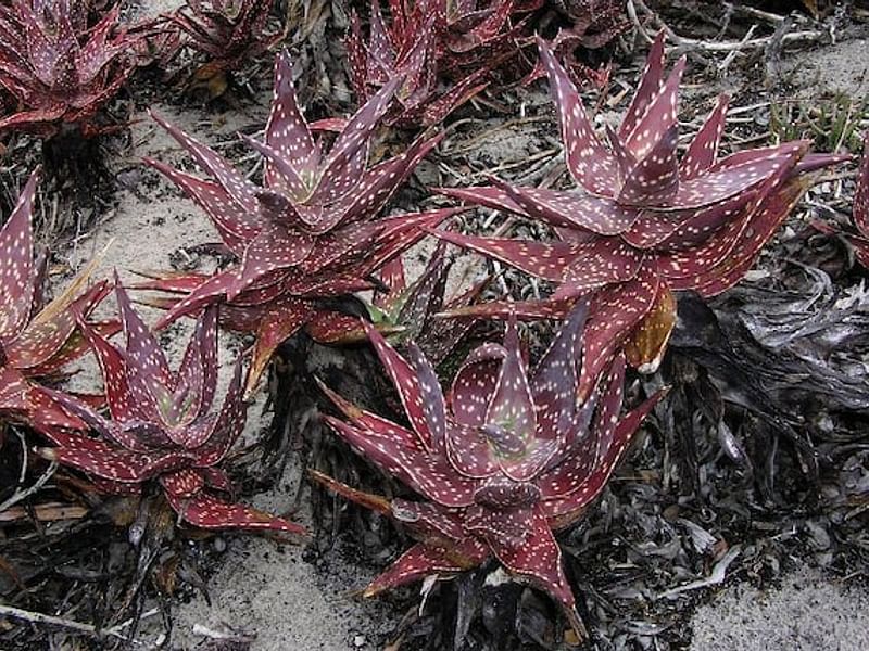 Aloe Arenicola | Aloe | Aloaceae