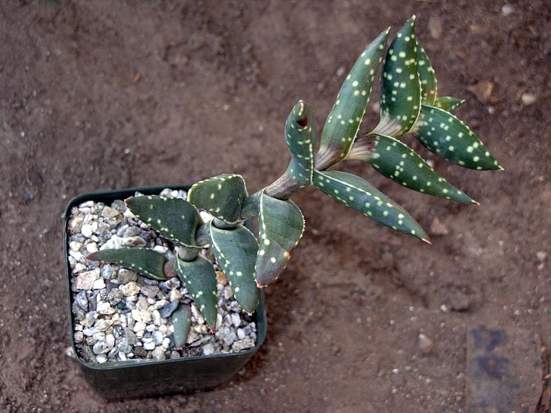 Aloe Arenicola | Aloe | Aloaceae