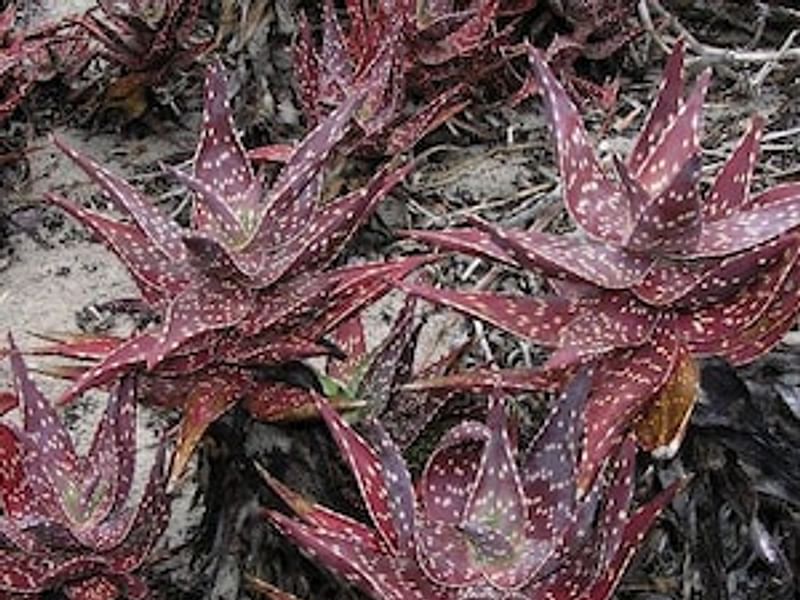 Aloe Arenicola | Aloe | Aloaceae