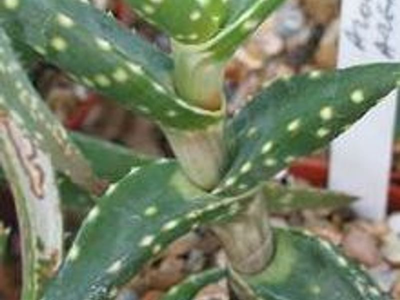 Aloe Arenicola | Aloe | Aloaceae