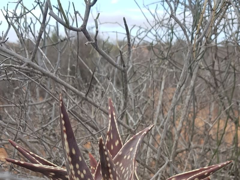Aloe Arenicola | Aloe | Aloaceae