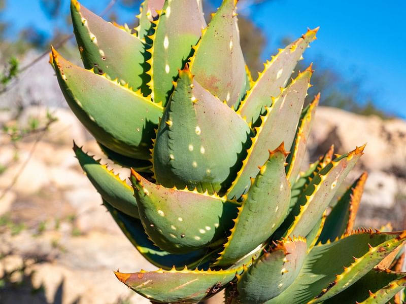 Aloe Brevifolia | Aloe | Aloaceae