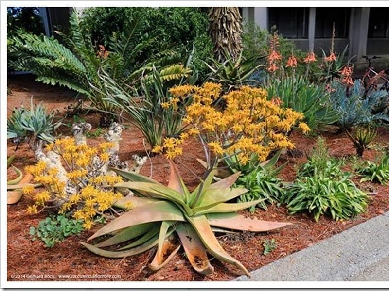 Aloe Buhrii | Aloe | Aloaceae