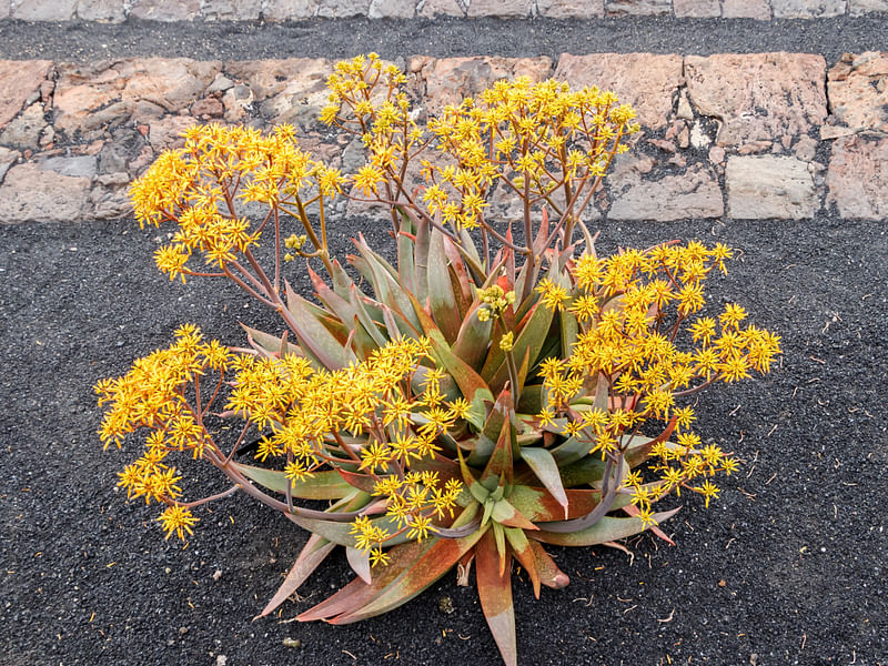 Aloe Buhrii | Aloe | Aloaceae