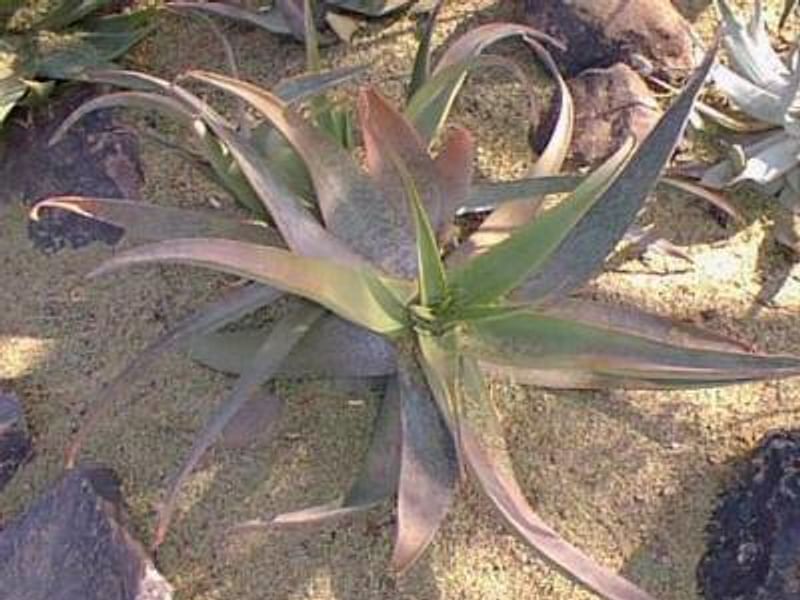 Aloe Buhrii | Aloe | Aloaceae