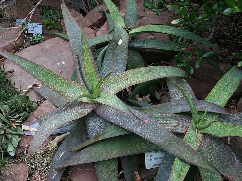 Aloe Buhrii | Aloe | Aloaceae