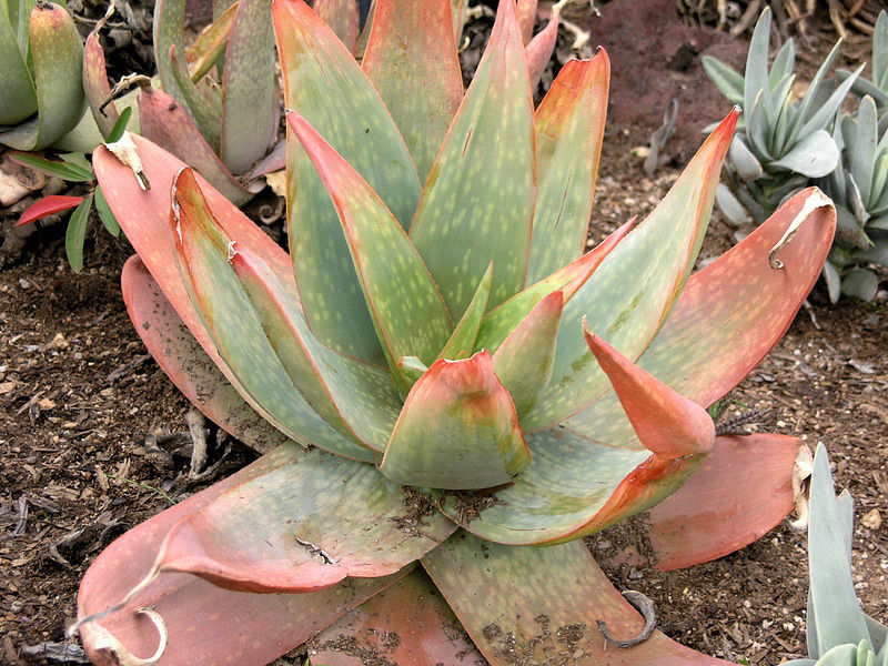 Aloe Buhrii | Aloe | Aloaceae