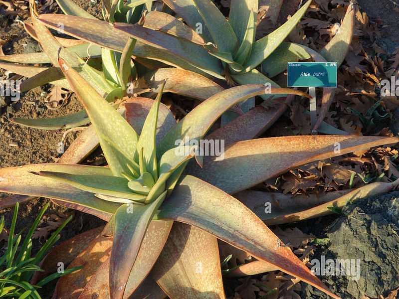 Aloe Buhrii | Aloe | Aloaceae