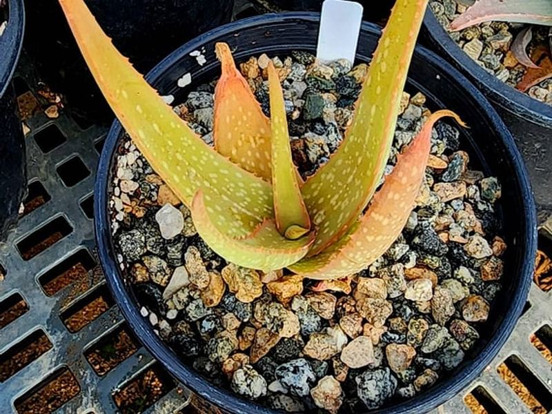 Aloe Buhrii | Aloe | Aloaceae