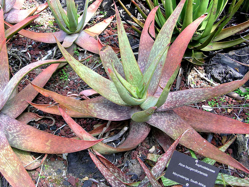 Aloe Buhrii | Aloe | Aloaceae