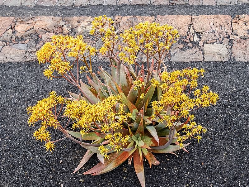 Aloe Buhrii | Aloe | Aloaceae
