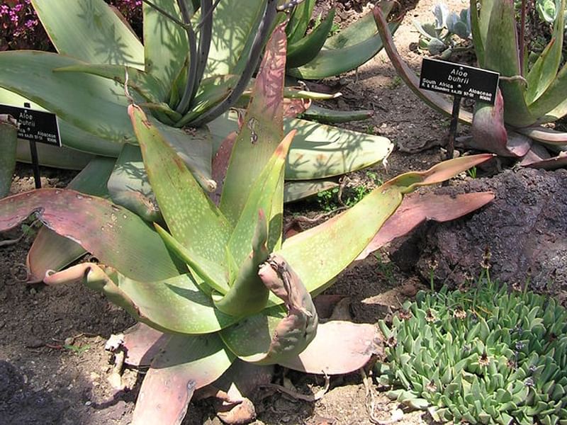 Aloe Buhrii | Aloe | Aloaceae
