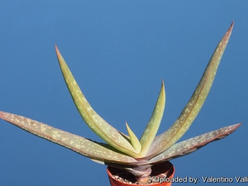 Aloe Buhrii | Aloe | Aloaceae