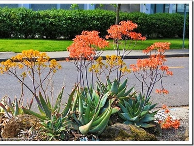 Aloe Buhrii | Aloe | Aloaceae
