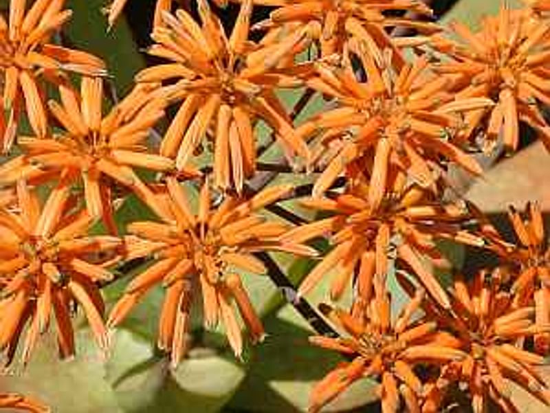 Aloe Buhrii | Aloe | Aloaceae