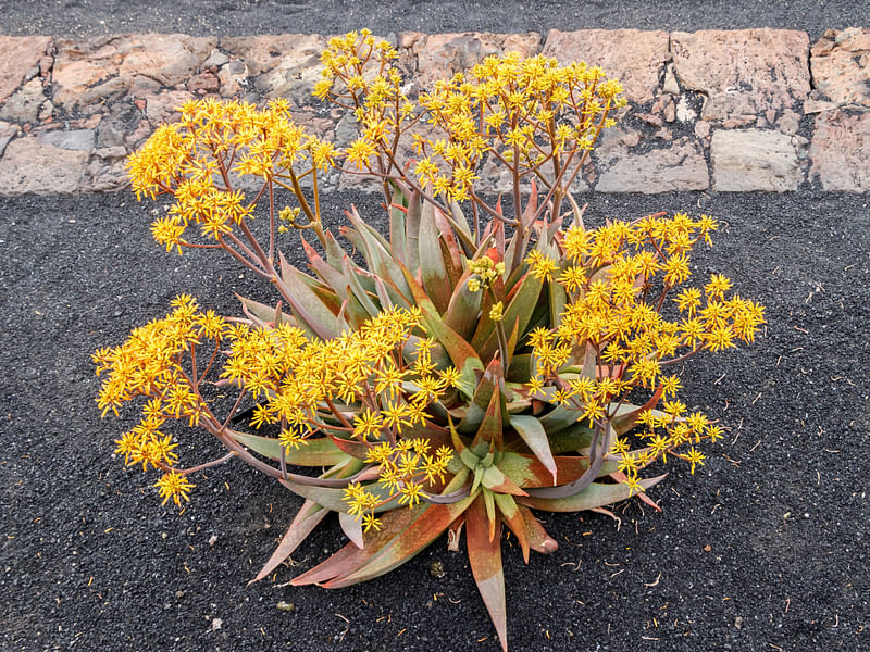 Aloe Buhrii | Aloe | Aloaceae