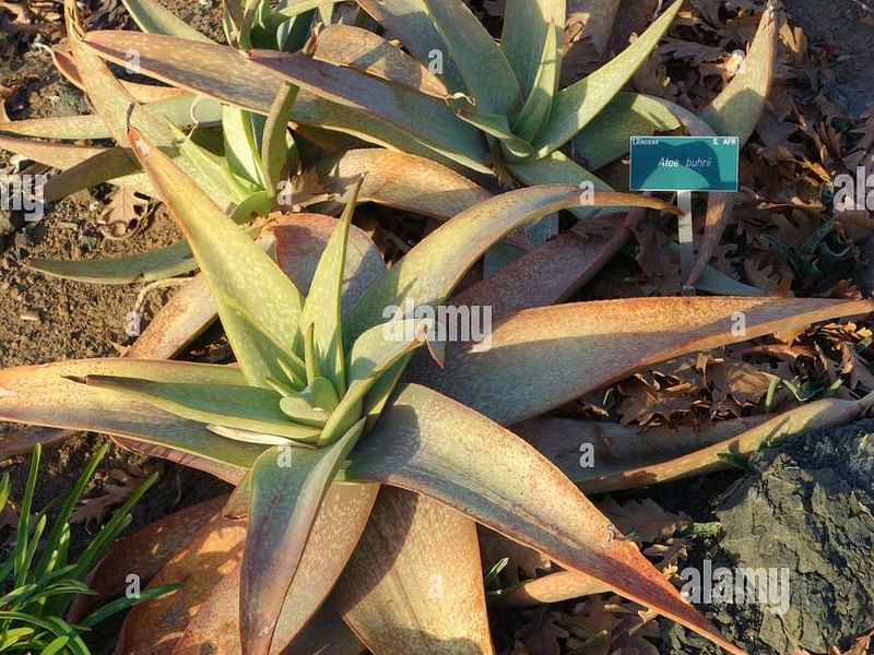 Aloe Buhrii | Aloe | Aloaceae
