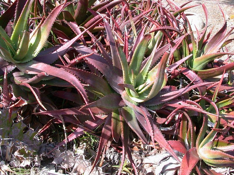 Aloe Classenii | Aloe | Aloaceae