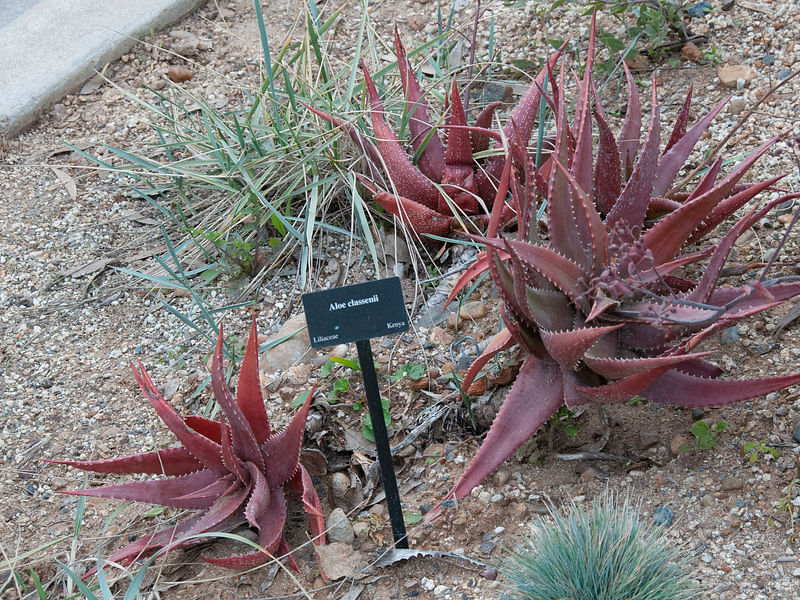 Aloe Classenii | Aloe | Aloaceae