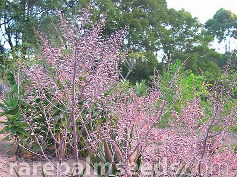 Aloe Classenii | Aloe | Aloaceae