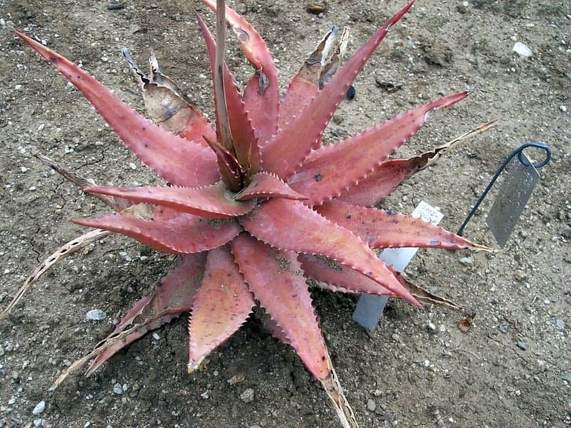 Aloe Classenii | Aloe | Aloaceae