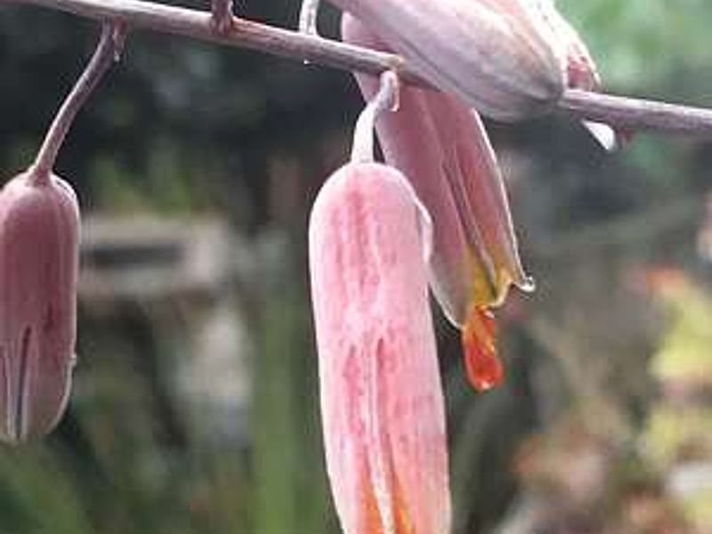 Aloe Classenii | Aloe | Aloaceae