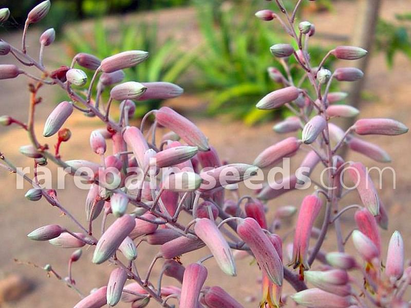 Aloe Classenii | Aloe | Aloaceae