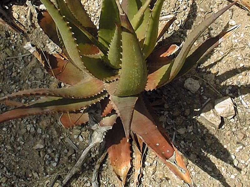 Aloe Classenii | Aloe | Aloaceae