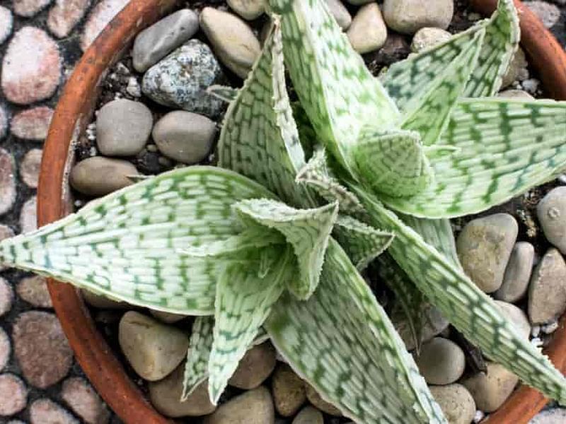 Aloe Deltoideodonta | Aloe | Aloaceae