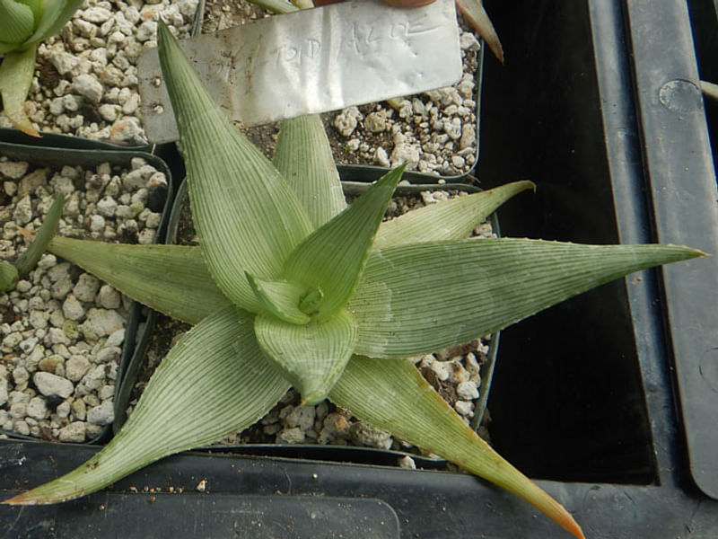 Aloe Deltoideodonta | Aloe | Aloaceae