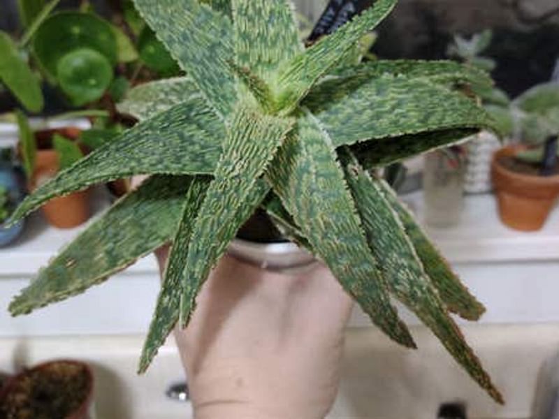 Aloe Deltoideodonta | Aloe | Aloaceae