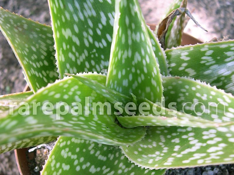 Aloe Deltoideodonta | Aloe | Aloaceae