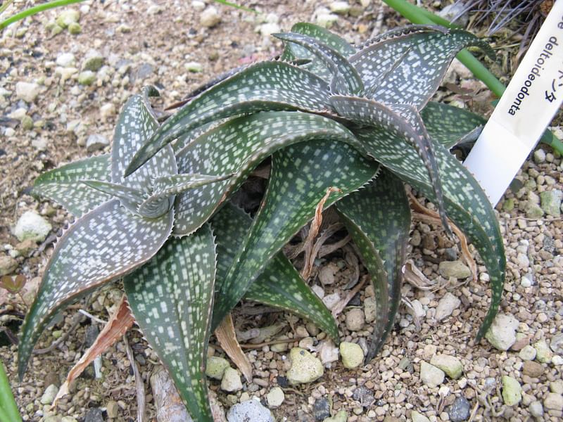 Aloe Deltoideodonta | Aloe | Aloaceae