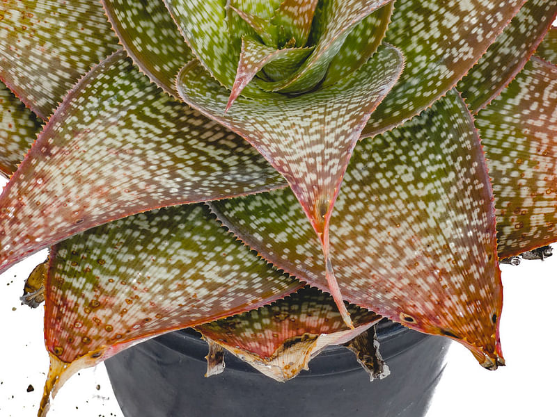 Aloe Deltoideodonta | Aloe | Aloaceae