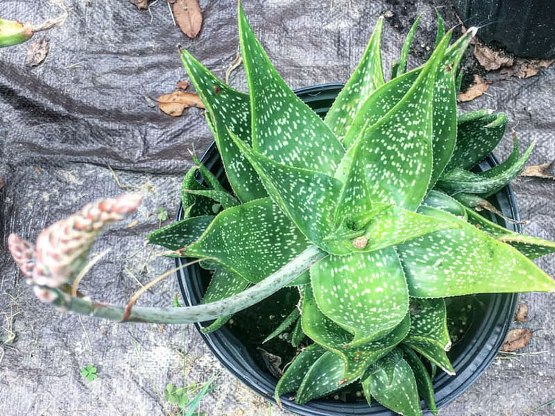 Aloe Deltoideodonta | Aloe | Aloaceae