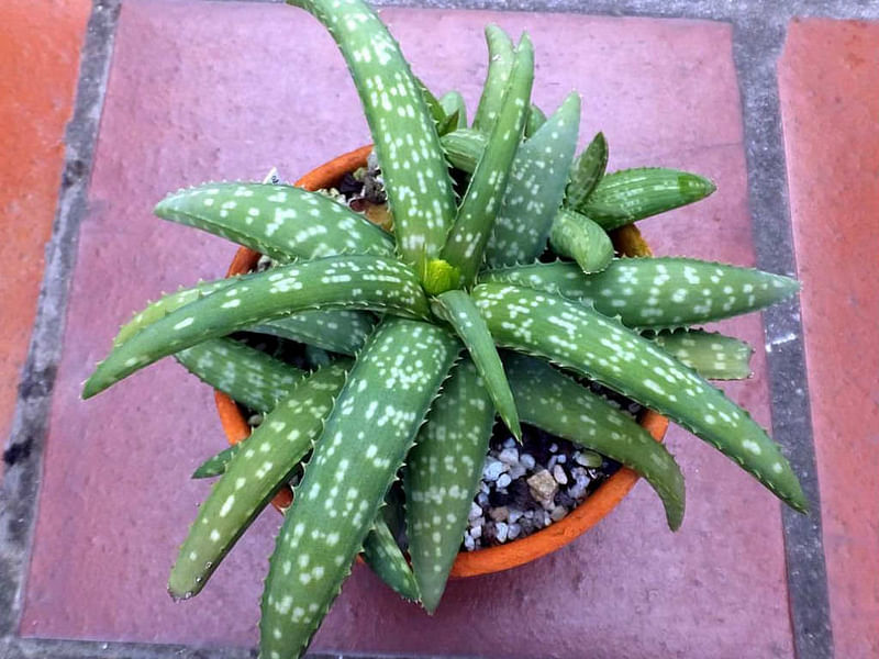 Aloe Ellenbeckii | Aloe | Aloaceae