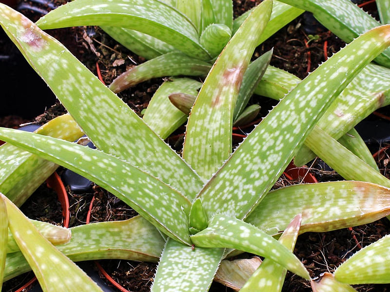 Aloe Ellenbeckii | Aloe | Aloaceae