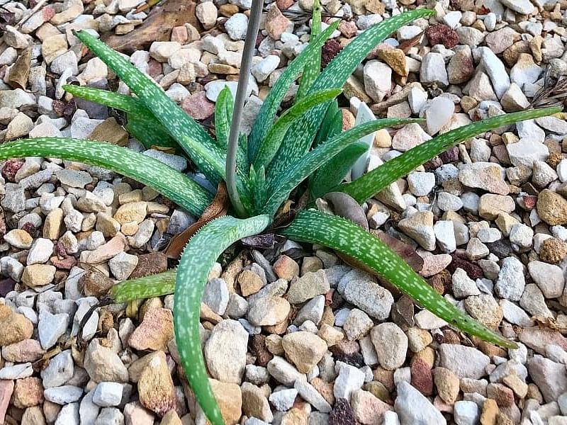 Aloe Ellenbeckii | Aloe | Aloaceae