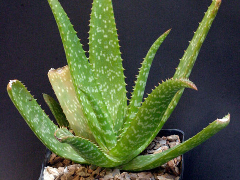 Aloe Ellenbeckii | Aloe | Aloaceae