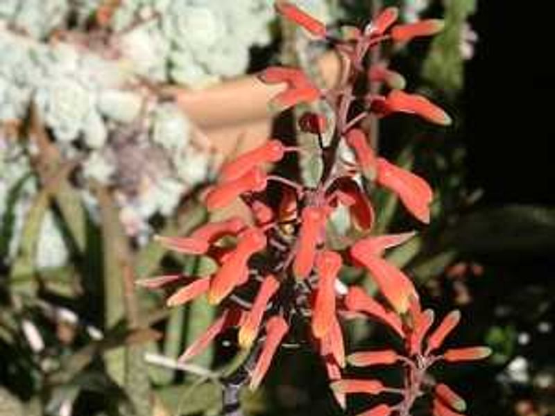 Aloe Ellenbeckii | Aloe | Aloaceae