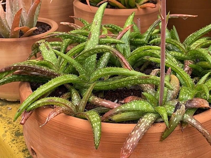 Aloe Ellenbeckii | Aloe | Aloaceae