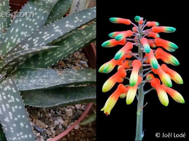 Aloe Ellenbeckii | Aloe | Aloaceae