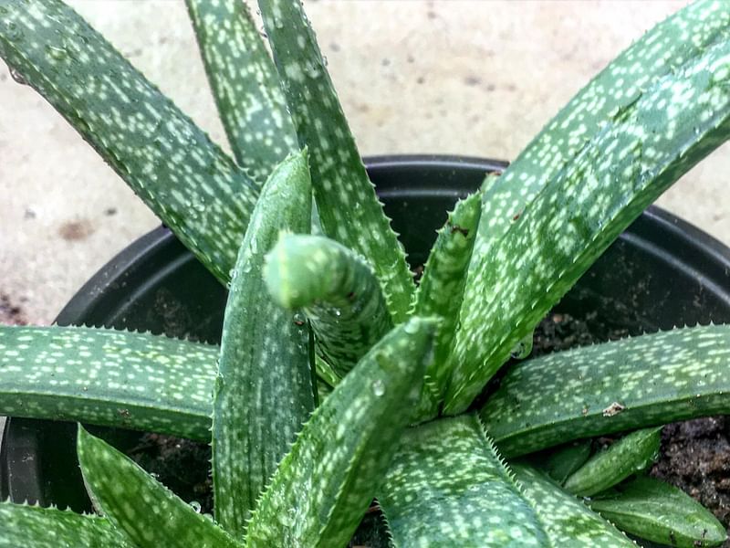 Aloe Ellenbeckii | Aloe | Aloaceae