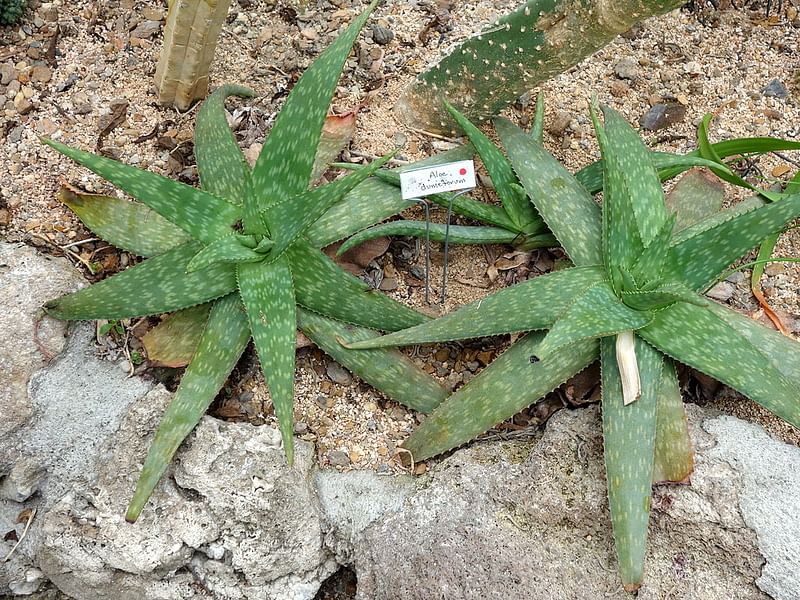Aloe Ellenbeckii | Aloe | Aloaceae