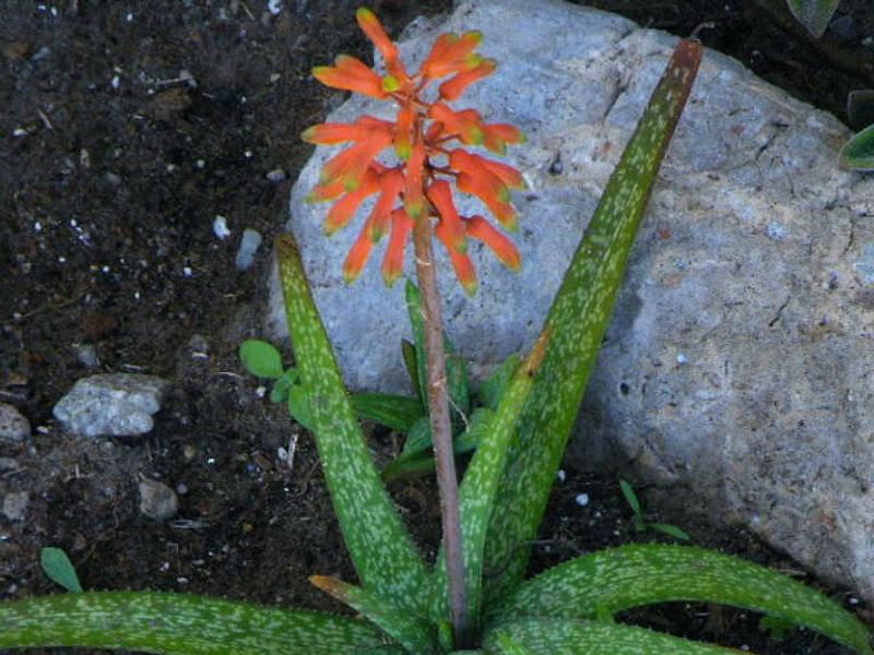 Aloe Ellenbeckii | Aloe | Aloaceae