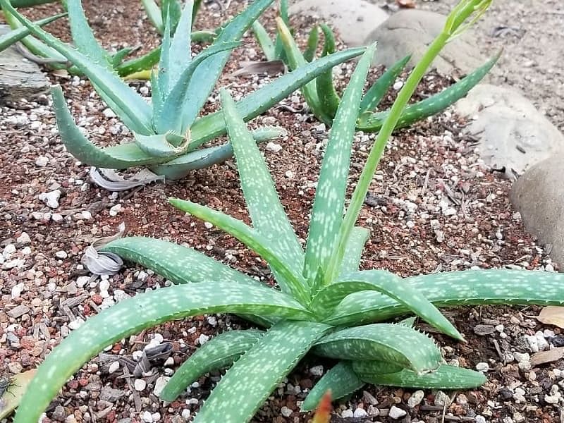 Aloe Ellenbeckii | Aloe | Aloaceae