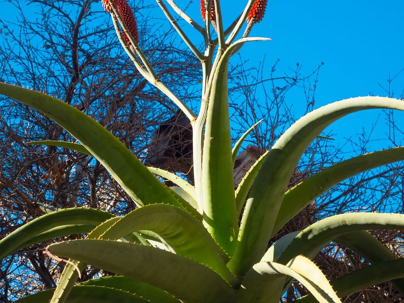 Aloe Excelsa | Aloe | Aloaceae